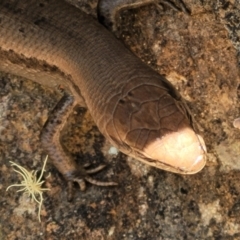 Lampropholis guichenoti at Cotter River, ACT - 23 Jan 2022