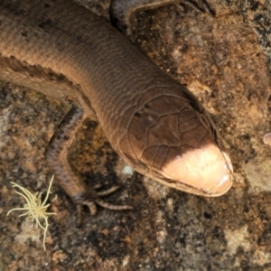 Lampropholis guichenoti at Cotter River, ACT - 23 Jan 2022