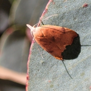 Tortricopsis uncinella at Cotter River, ACT - 23 Jan 2022