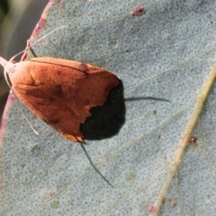 Tortricopsis uncinella at Cotter River, ACT - 23 Jan 2022