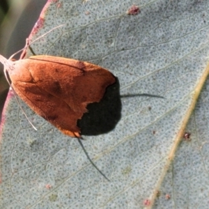 Tortricopsis uncinella at Cotter River, ACT - 23 Jan 2022 12:37 PM