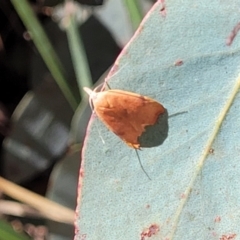 Tortricopsis uncinella at Cotter River, ACT - 23 Jan 2022 12:37 PM