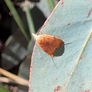 Tortricopsis uncinella at Cotter River, ACT - 23 Jan 2022 12:37 PM