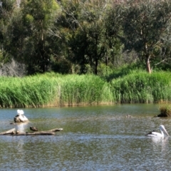 Pelecanus conspicillatus at Paddys River, ACT - 6 Jan 2005 03:00 PM