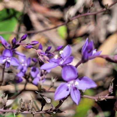 Veronica perfoliata (Digger's Speedwell) at Cotter River, ACT - 23 Jan 2022 by tpreston