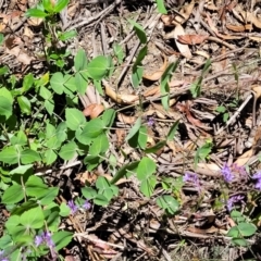 Veronica perfoliata at Cotter River, ACT - 23 Jan 2022 12:35 PM