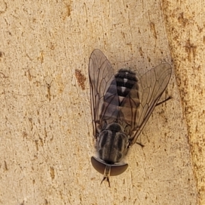 Dasybasis sp. (genus) at Cotter River, ACT - 23 Jan 2022