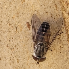 Dasybasis sp. (genus) at Cotter River, ACT - 23 Jan 2022