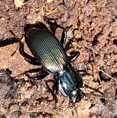 Cardiothorax australis at Cotter River, ACT - 23 Jan 2022 by trevorpreston