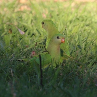 Polytelis swainsonii (Superb Parrot) at Mount Ainslie to Black Mountain - 22 Jan 2022 by RodDeb