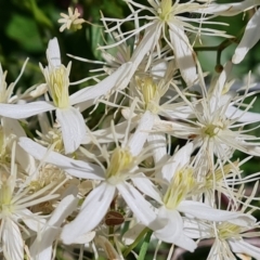 Clematis glycinoides (Headache Vine) at Jerrabomberra, ACT - 25 Jan 2022 by Mike