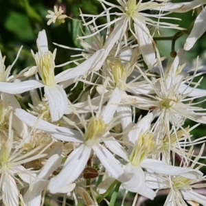 Clematis glycinoides at Jerrabomberra, ACT - 25 Jan 2022