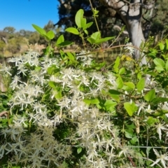 Clematis glycinoides at Jerrabomberra, ACT - 25 Jan 2022