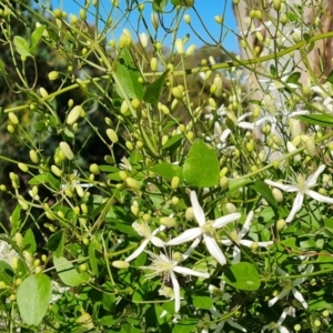 Clematis glycinoides at Jerrabomberra, ACT - 25 Jan 2022