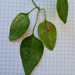 Clematis glycinoides at Jerrabomberra, ACT - 25 Jan 2022