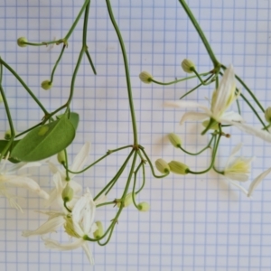 Clematis glycinoides at Jerrabomberra, ACT - 25 Jan 2022