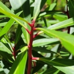 Tasmannia lanceolata (Mountain Pepper) at Cotter River, ACT - 23 Jan 2022 by tpreston