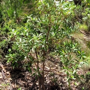 Tasmannia lanceolata at Cotter River, ACT - 23 Jan 2022 12:23 PM