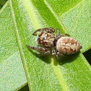 Opisthoncus sp. (genus) at Cotter River, ACT - 23 Jan 2022 12:23 PM