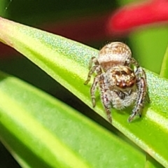 Opisthoncus sp. (genus) at Cotter River, ACT - 23 Jan 2022 12:23 PM