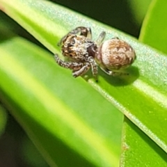 Opisthoncus sp. (genus) at Cotter River, ACT - 23 Jan 2022 12:23 PM