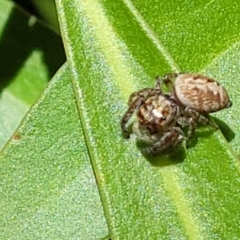 Opisthoncus sp. (genus) at Cotter River, ACT - 23 Jan 2022 12:23 PM