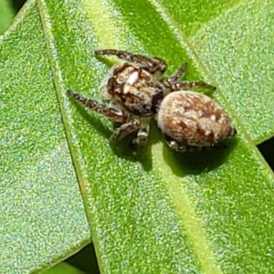 Opisthoncus sp. (genus) at Cotter River, ACT - 23 Jan 2022 12:23 PM