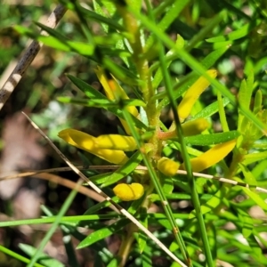 Persoonia chamaepeuce at Cotter River, ACT - 23 Jan 2022 12:22 PM