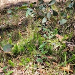 Arrhenechthites mixtus at Cotter River, ACT - 23 Jan 2022 12:21 PM