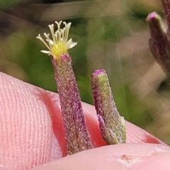 Arrhenechthites mixtus at Cotter River, ACT - 23 Jan 2022