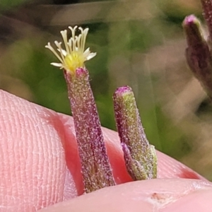 Arrhenechthites mixtus at Cotter River, ACT - 23 Jan 2022