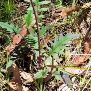 Arrhenechthites mixtus at Cotter River, ACT - 23 Jan 2022