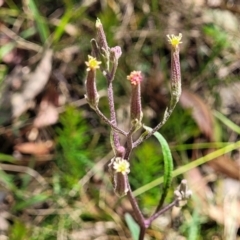 Arrhenechthites mixtus at Cotter River, ACT - 23 Jan 2022