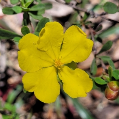 Hibbertia obtusifolia (Grey Guinea-flower) at Cotter River, ACT - 23 Jan 2022 by trevorpreston