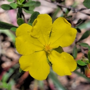 Hibbertia obtusifolia at Cotter River, ACT - 23 Jan 2022 12:20 PM