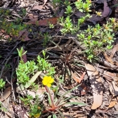 Hibbertia obtusifolia at Cotter River, ACT - 23 Jan 2022 12:20 PM