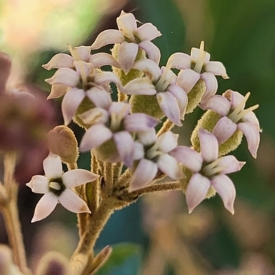 Astrotricha ledifolia (Common Star-hair) at Cotter River, ACT - 23 Jan 2022 by trevorpreston