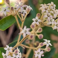 Astrotricha ledifolia at Cotter River, ACT - 23 Jan 2022 12:19 PM