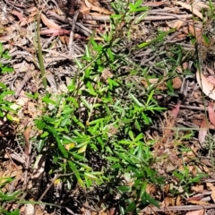 Astrotricha ledifolia at Cotter River, ACT - 23 Jan 2022 12:19 PM