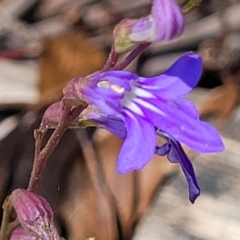 Lobelia simplicicaulis at Cotter River, ACT - 23 Jan 2022 by tpreston