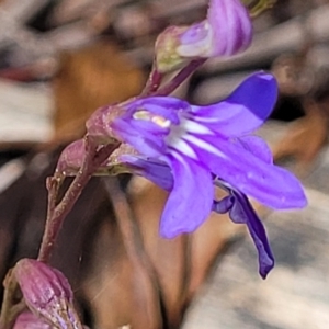 Lobelia simplicicaulis at Cotter River, ACT - 23 Jan 2022