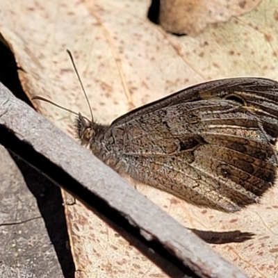 Geitoneura klugii (Marbled Xenica) at Cotter River, ACT - 23 Jan 2022 by tpreston