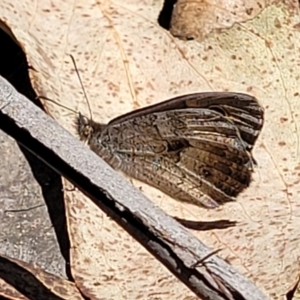 Geitoneura klugii at Cotter River, ACT - 23 Jan 2022 12:14 PM