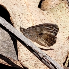 Geitoneura klugii at Cotter River, ACT - 23 Jan 2022 12:14 PM