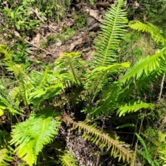 Blechnum nudum (Fishbone Water Fern) at Cotter River, ACT - 23 Jan 2022 by tpreston