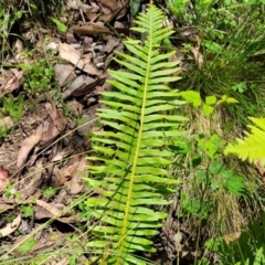 Blechnum nudum at Cotter River, ACT - 23 Jan 2022 12:12 PM