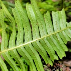 Blechnum nudum at Cotter River, ACT - 23 Jan 2022 12:12 PM