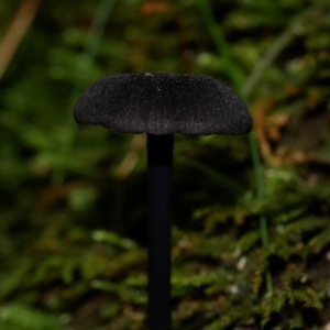 Entoloma sp. at Paddys River, ACT - 23 Jan 2022 10:59 AM