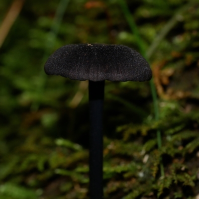 Entoloma sp. (Entoloma) at Paddys River, ACT - 23 Jan 2022 by alexhweller