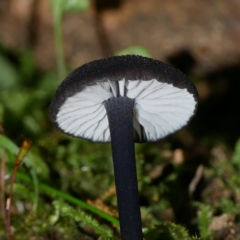 Entoloma sp. at Paddys River, ACT - 23 Jan 2022 10:59 AM